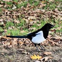 A close up of a Magpie photo