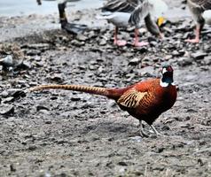 A close up of a Pheasant photo