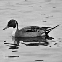 una vista de un pato pintail foto