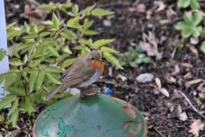 A close up of a Robin photo