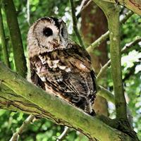 A close up of a Tawny Owl photo