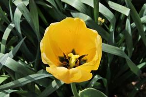 A close up of a Tulip photo
