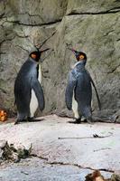 un primer plano de un pingüino foto
