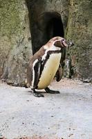 A close up of a Penguin photo