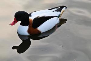 A close up of a Shelduck photo