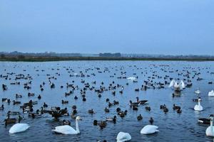 A view of some Swans and Ducks at WWT Martin Mere photo