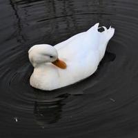 un primer plano de un pato blanco foto