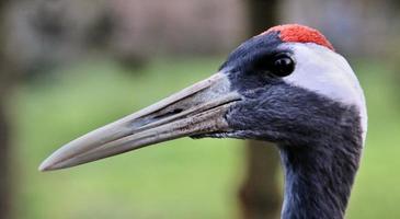 A close up of a Red Crowned Crane photo