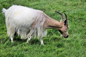 A view of a Goat in Reykjavik in Iceland photo