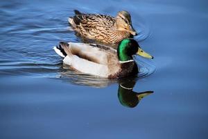 un primer plano de un pato real foto