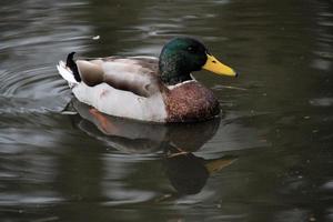 un primer plano de un pato real foto