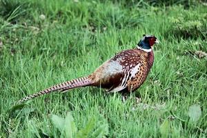 A close up of a Pheasant photo
