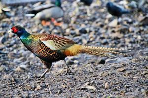 A close up of a Pheasant photo