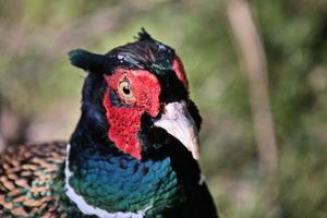 A close up of a Pheasant photo