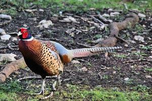 A close up of a Pheasant photo