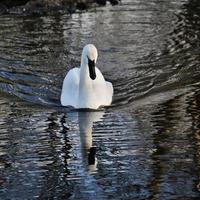 A close up of a Trumpeter Swan on the water photo