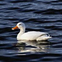 A close up of a White Duck photo