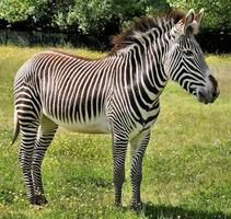 A close up of a Zebra photo