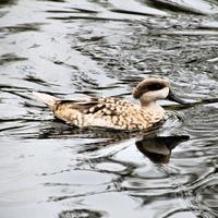 A view of a Marbled Teal on the water photo