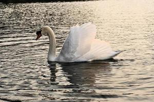 A view of a Mute Swan photo