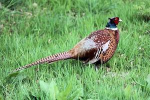 A close up of a Pheasant photo