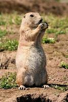 A view of a Prairie Dog photo