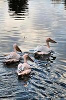 A view of a Pelican in London photo