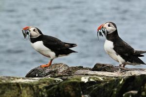 A view of a Puffin with Sand Eels on Farne Islands photo