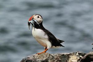 A view of a Puffin with Sand Eels on Farne Islands photo