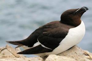 A close up of a Razorbill photo