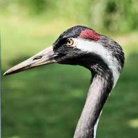 un primer plano de una grulla coronada roja foto