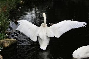 A close up of a Trumpeter Swan on the water photo