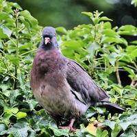 A close up of a Wood Pigeon photo