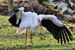 A close up of a White Stork photo