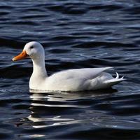 A close up of a White Duck photo