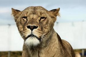 un primer plano de un león africano foto