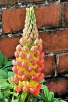 A close up of a Lupin photo