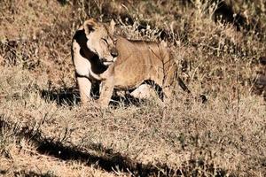 A close up of an African Lion photo