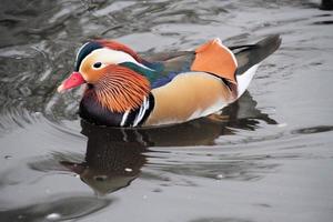 A close up of a Mandarin Duck photo