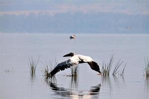 una vista de un pelícano en Kenia foto