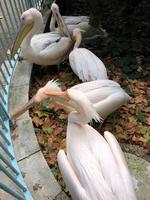 A view of a Pelican in London photo