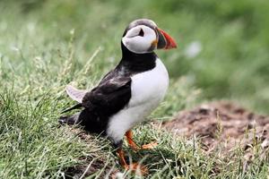 un primer plano de un frailecillo en las islas Farne foto