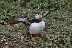 un primer plano de un frailecillo en las islas Farne foto