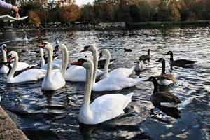 una vista de algunos cisnes y patos en wwt martin mere foto