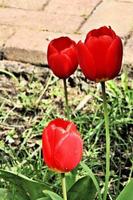 A close up of a Tulip photo