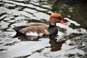 A close up of a Pochard Duck photo