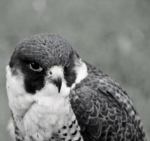 A close up of a Pergrine Falcon photo