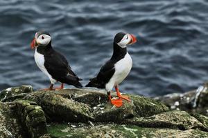 A close up of a Puffin on Farne Islands photo