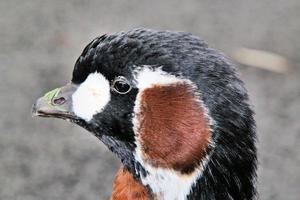 A view of a Red Breasted Goose photo