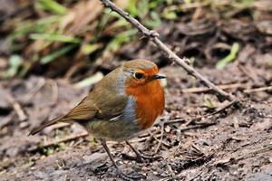 A close up of a Robin photo